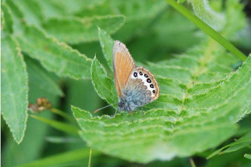 Coenonympha gardetta